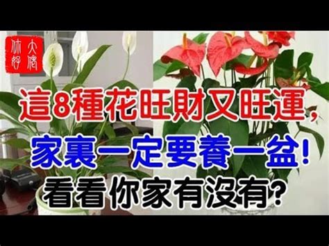 紅掌花風水|【紅掌花風水】紅掌花風水指南：擺放禁忌、寓意、招財方位全解。